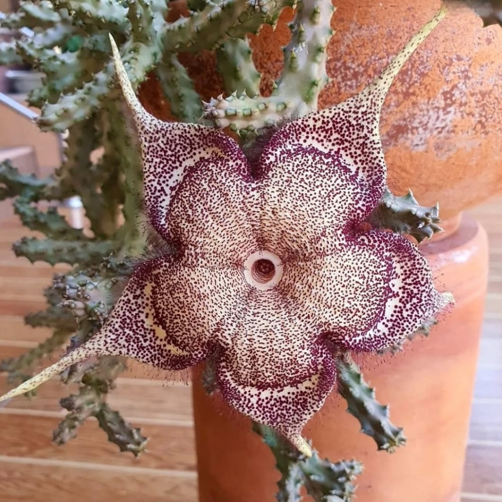 Edithcolea Flower Seeds for Planting – Heirloom Non-GMO, High Germination Organic Garden Seeds