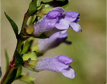 Sieboldiana Herb Seeds for Planting – Heirloom, Non-GMO Seeds for Indoor & Outdoor Gardening