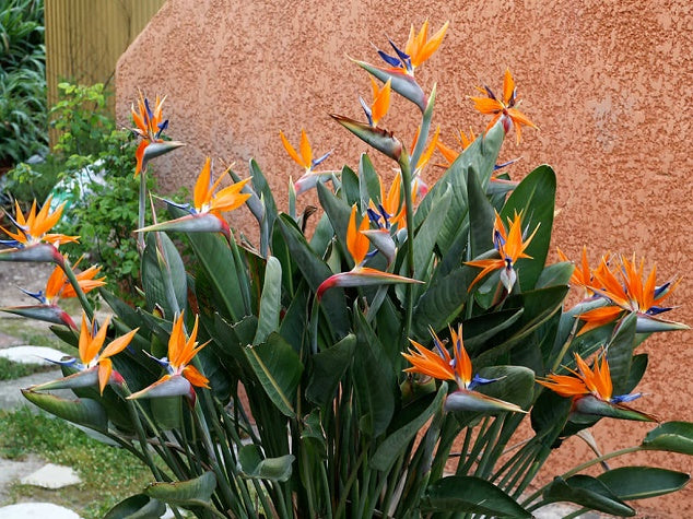 Green Strelitzia Reginae Seeds Flower Seeds for Planting – Wildflower Mix, Heirloom, Non-GMO