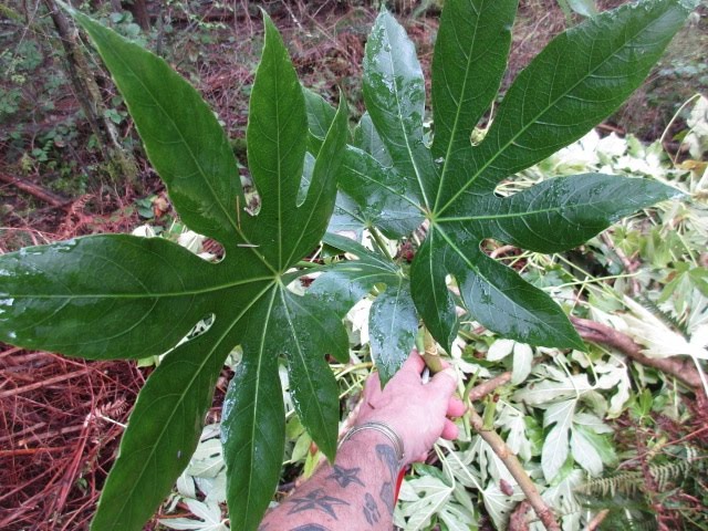 Green Fatsia Aralia Flower Seeds for Planting – Heirloom & Non-GMO Garden Seeds