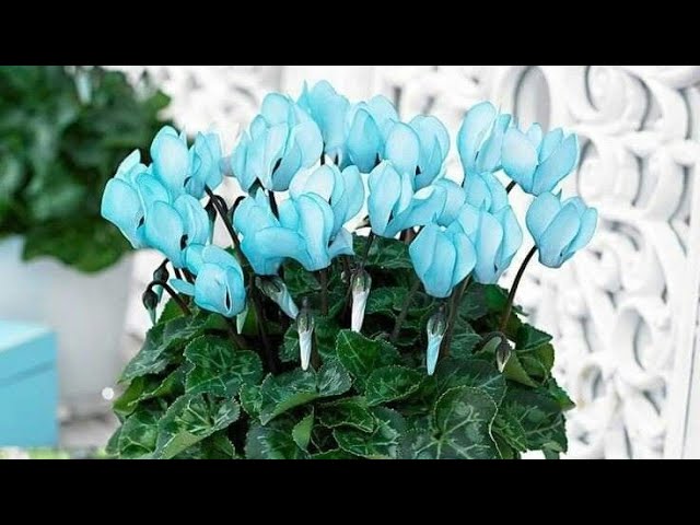 Sky Blue Cyclamen Flower seeds for Planting – Easy to Grow, Heirloom, Non-GMO Seeds for Home Garden
