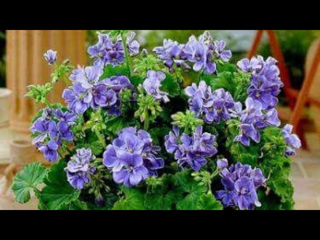Blue Univalve Geranium Flower Seeds for Planting – Premium Quality, Heirloom, Non-GMO, High Germination