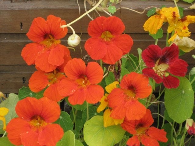 Dark Orange Nasturtium Flower Seeds for Planting – Heirloom Non-GMO, High Germination Organic Garden Seeds