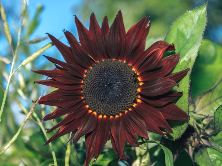 Dark Brown Sunflower Seeds for Planting – Heirloom Non-GMO High Germination Organic Garden Seeds