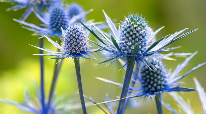 Hobbit Sea Holly Eryngium Flower seeds for Planting - Bright Blooms, Heirloom &amp; GMO Free Seeds for Home Garden, 100 pcs