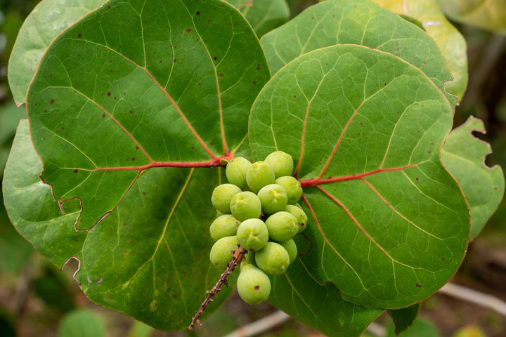 Rare Seagrape Fruit Seeds – Heirloom, Non-GMO Seeds for Juicy Coastal Garden Fruit Planting