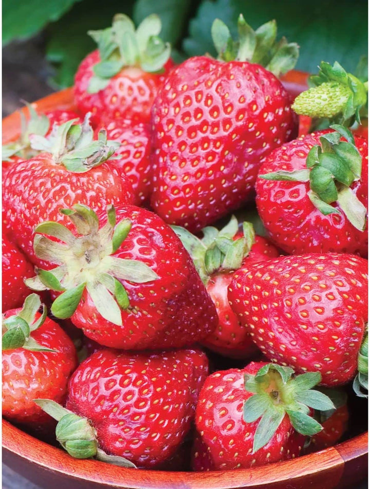 Strawberry Seascape fruit seeds for planting – Heirloom & Non-GMO garden seeds, sweet berries for home gardens