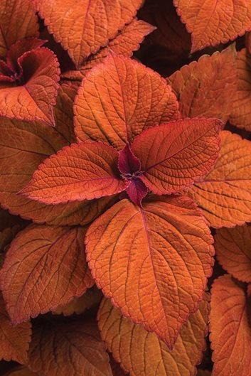 Orange Coleus Flower Seeds for Planting – Hardy Heirloom, Non-GMO, High Germination Organic Garden Seeds