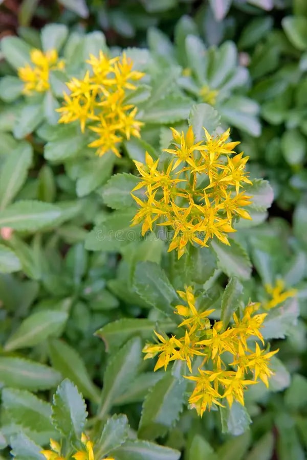 Yellow Aizoon Flower Seeds for Planting – Heirloom Non-GMO, High Germination Organic Garden Seeds