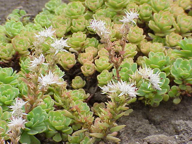 Green Cliff Stonecrop Flower Seeds for Planting – Heirloom Non-GMO, High Germination Organic Garden Seeds
