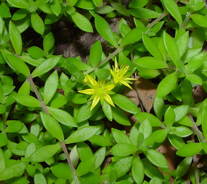 Sedum Sarmentosum Seeds for Planting – Heirloom, Non-GMO, High Germination Organic Garden Seeds