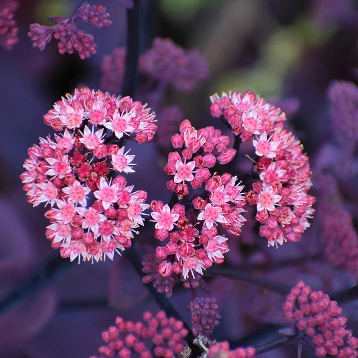 Pink Sedum Telephium Flower Seeds for Planting – Heirloom, Non-GMO, Wildflower Mix for Home Garden