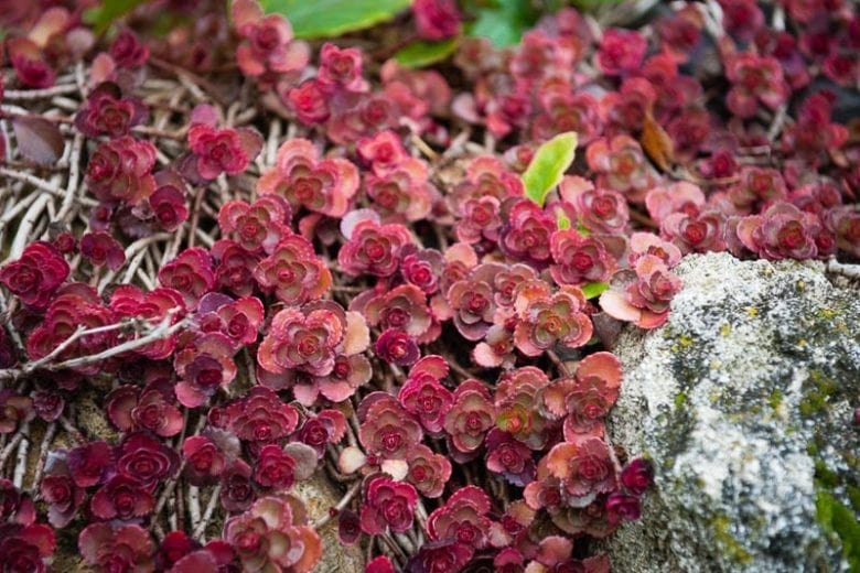Carpet Sedum Flower Seeds – Heirloom Non-GMO Organic Garden Seeds for Planting – Ground Cover Favorite, High Germination