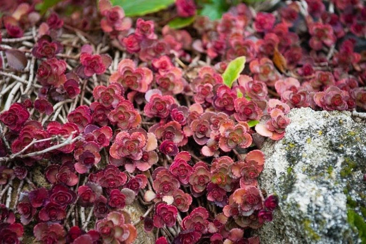 Carpet Sedum Flower Seeds – Heirloom Non-GMO Organic Garden Seeds for Planting – Ground Cover Favorite, High Germination