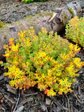 Yellow Sedum Oreganum Flower Seeds for Planting – Heirloom, Non-GMO, High Germination Organic Garden Seeds