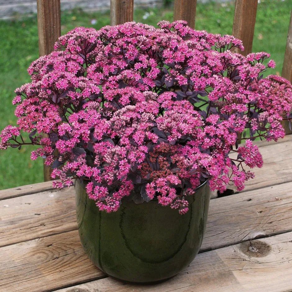 Pink Sedum Telephium Flower Seeds for Planting – Heirloom, Non-GMO, Wildflower Mix for Home Garden