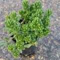 Green Sedum Album Flower Seeds for Planting – Heirloom, Non-GMO, High Germination Organic Garden Seeds