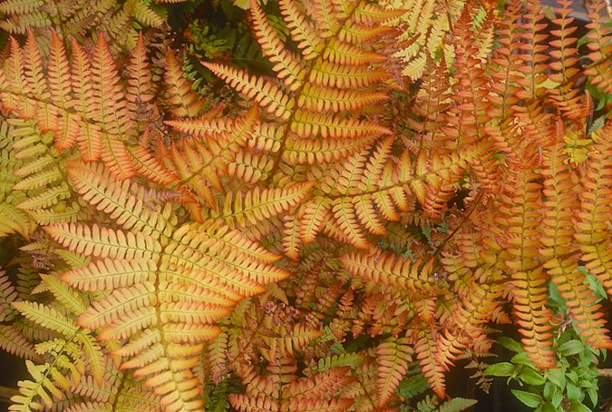 Light Orange Fern for Planting – Heirloom, Non-GMO, High Germination Organic Garden Seeds – Vibrant Color