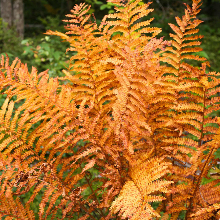 Light Orange Fern for Planting – Heirloom, Non-GMO, High Germination Organic Garden Seeds – Vibrant Color