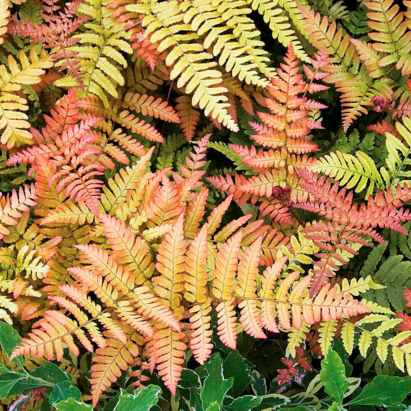Light Orange Fern for Planting – Heirloom, Non-GMO, High Germination Organic Garden Seeds – Vibrant Color