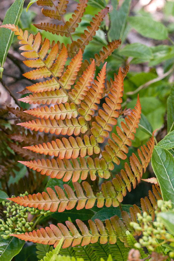 Light Orange Fern for Planting – Heirloom, Non-GMO, High Germination Organic Garden Seeds – Vibrant Color