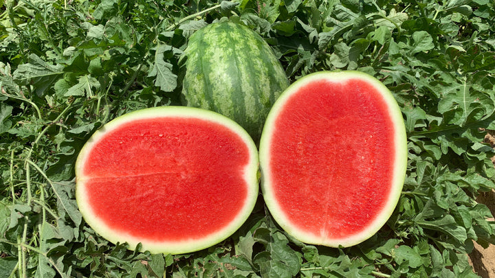 Seedless Watermelon Fruit Seeds for Planting – Heirloom Non-GMO High Germination Organic Garden Seeds