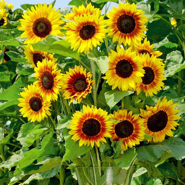 Yellow Fern Pteridophyta Seeds for Planting - Sun-Loving, Heirloom, High Germination, Non-GMO Garden Seeds