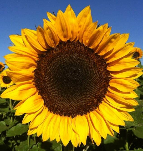 Yellow Fern Pteridophyta Seeds for Planting - Sun-Loving, Heirloom, High Germination, Non-GMO Garden Seeds