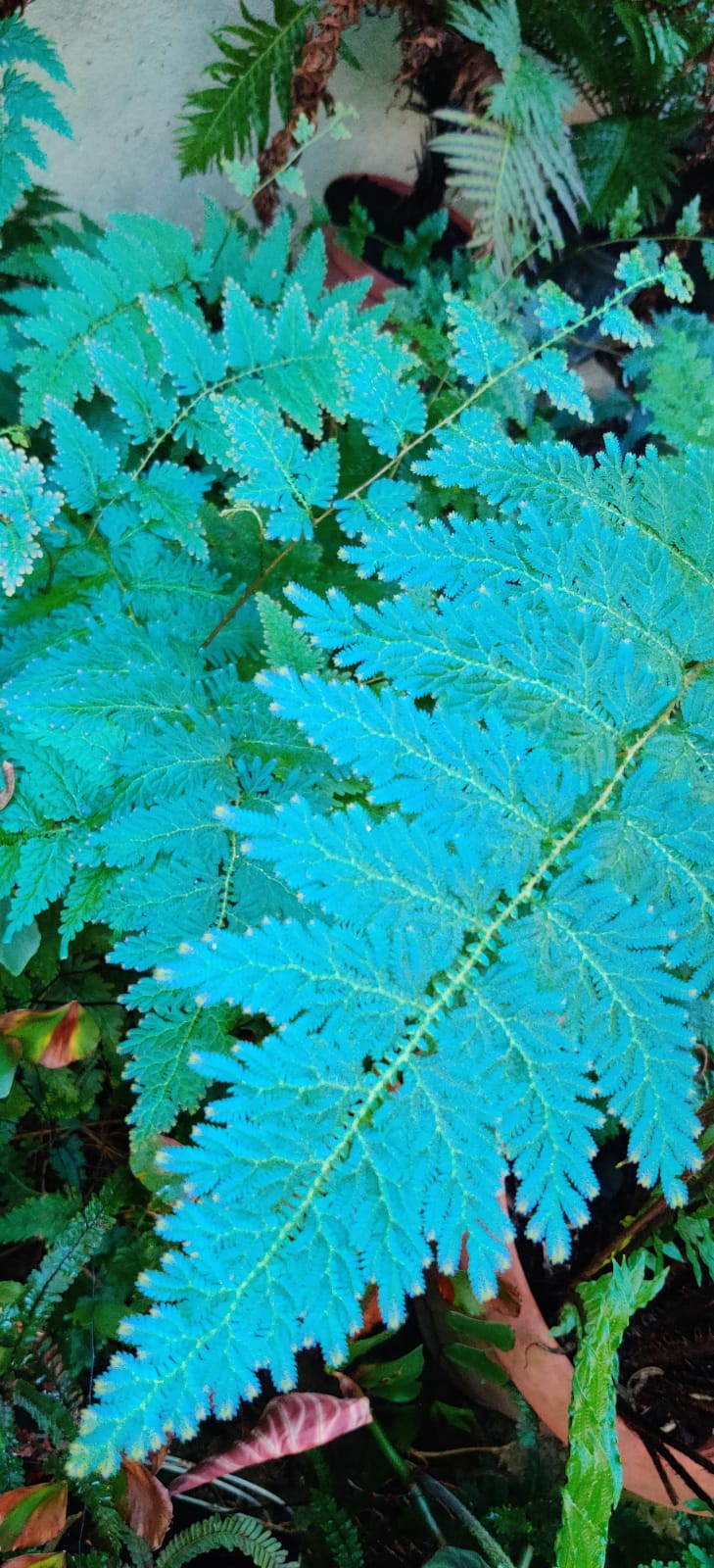 Blue Fern Seeds for Planting – Heirloom, Non-GMO, Colorful Display, High Germination Organic Garden Seeds