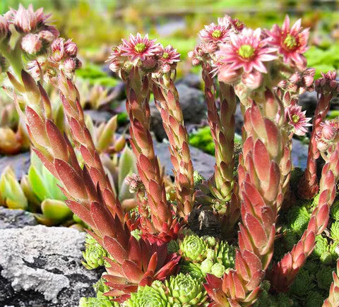 Hens and Chicks Flower Seeds for Planting – Heirloom Non-GMO, High Germination Organic Garden Seeds