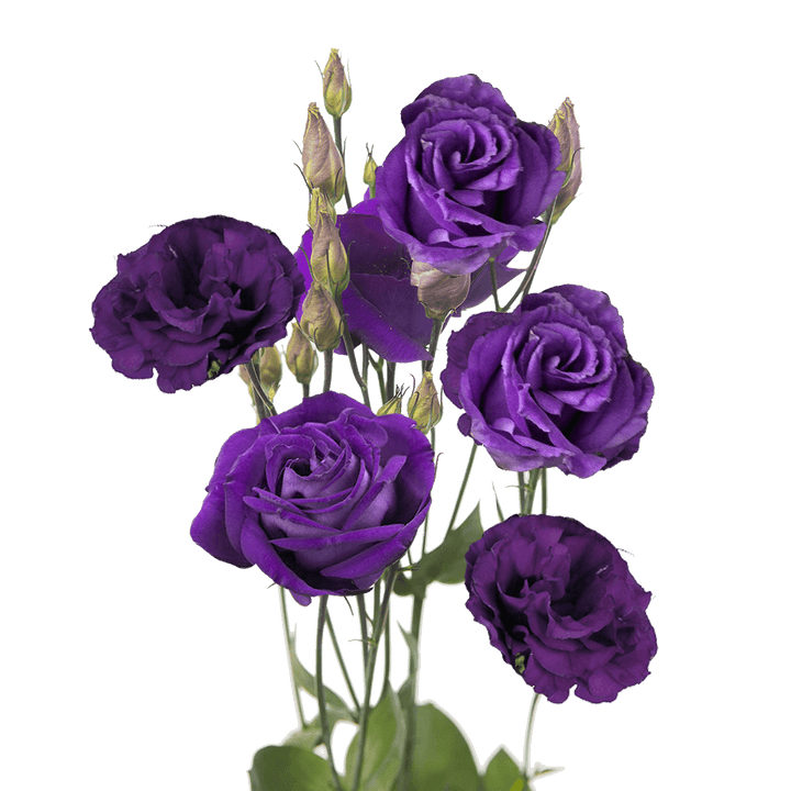 Flower Seeds, Seeds,Seeds For Planting,Plant Seeds