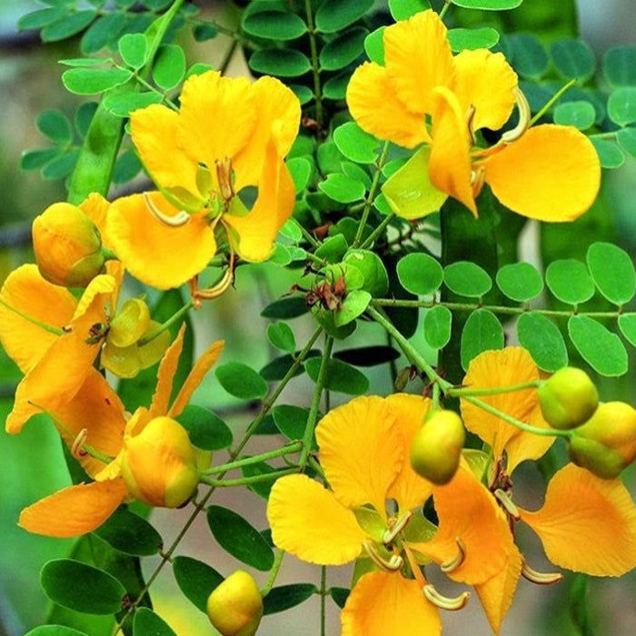 Bladder Senna Bush Herb Seeds for Planting – Heirloom, Non-GMO, Organic Garden Seeds with High Germination