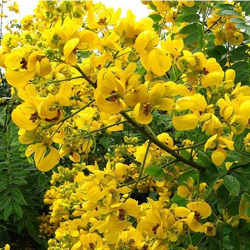 Yellow Senna Flower seeds for Planting - Sun Loving, Heirloom & GMO Free Seeds for Home Garden | High Germination