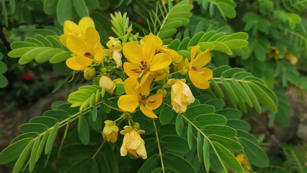 Bladder Senna Bush Herb Seeds – Heirloom, Non-GMO Gardeners' Top Pick Seeds for Planting