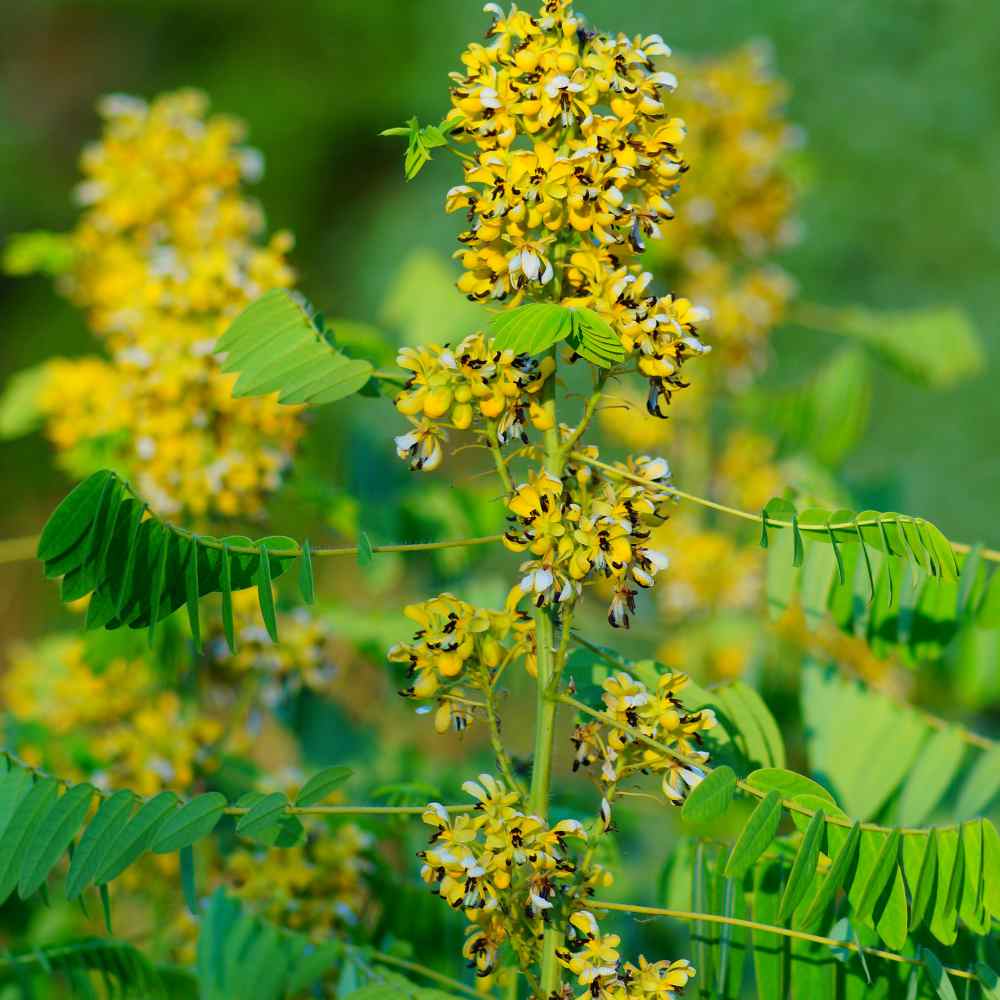Bladder Senna Bush Herb Seeds – Heirloom, Non-GMO Gardeners' Top Pick Seeds for Planting