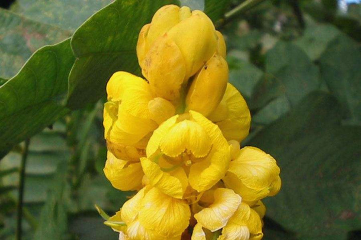 Cassia Alata Flower seeds for Planting - Fragrant Blossoms, Heirloom &amp; GMO Free Seeds for Home Garden | Non-GMO Organic Garden Seeds