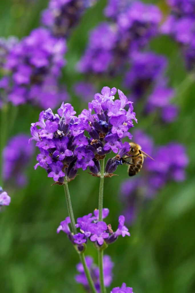 Lavender Flower Seeds for Planting - Heirloom, Non-GMO, High Germination Organic Garden Seeds