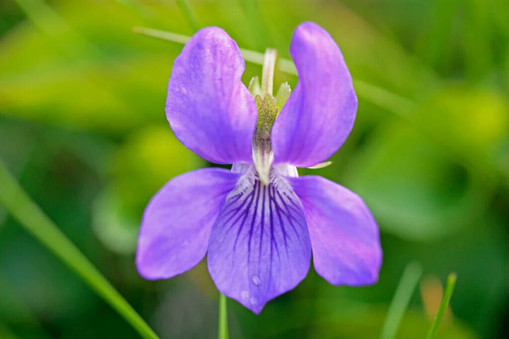 Purple Viola Odorata Flower Seeds for Planting – Heirloom Non-GMO, High Germination Organic Garden Seeds