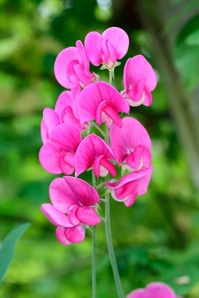 Everlasting Pea Flower Seeds for Planting – Heirloom, Non-GMO, High Germination Organic Garden Seeds