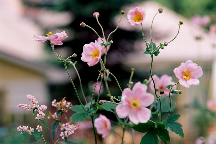 Light Pink Perennial Flower Seeds for Planting – Heirloom, Non-GMO, High Germination Organic Garden Seeds