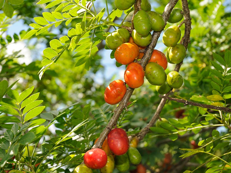 Milagrosa Fruit Seeds for Planting – Heirloom, Non-GMO, Delicious Exotic Garden Harvest Seeds