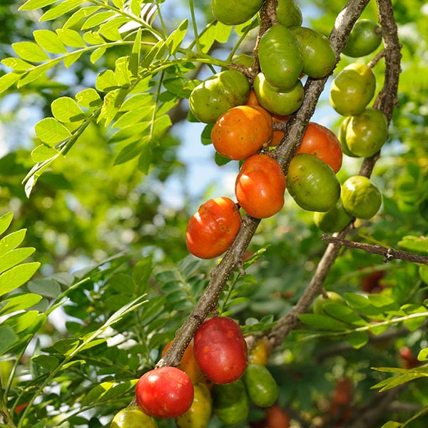 Red Spondias Purpurea fruit seeds for planting - Heirloom & Non-GMO Garden seeds