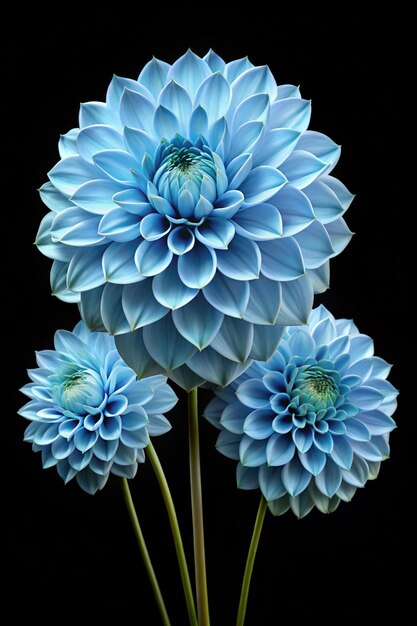 Light Blue Dahlia Flower Seeds for Planting – Heirloom, Non-GMO, High Germination Organic Garden Seeds