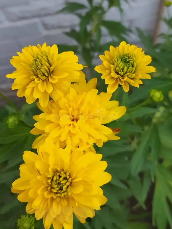 Lemon Yellow Aster Flower Seeds for Planting – Heirloom Non-GMO High Germination Organic Garden Seeds