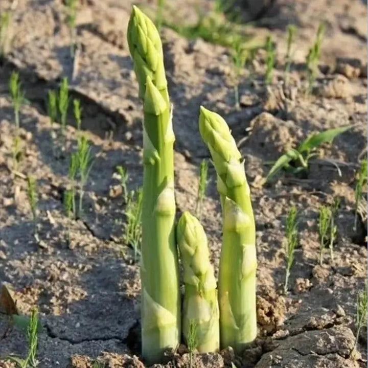 Asparagus Seeds – Heirloom Non-GMO Perennial Vegetable Seeds for Planting, Organic Garden Seeds, High Germination