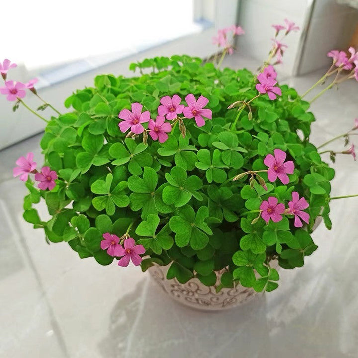 Flower Seeds, Seeds,Seeds For Planting,Plant Seeds