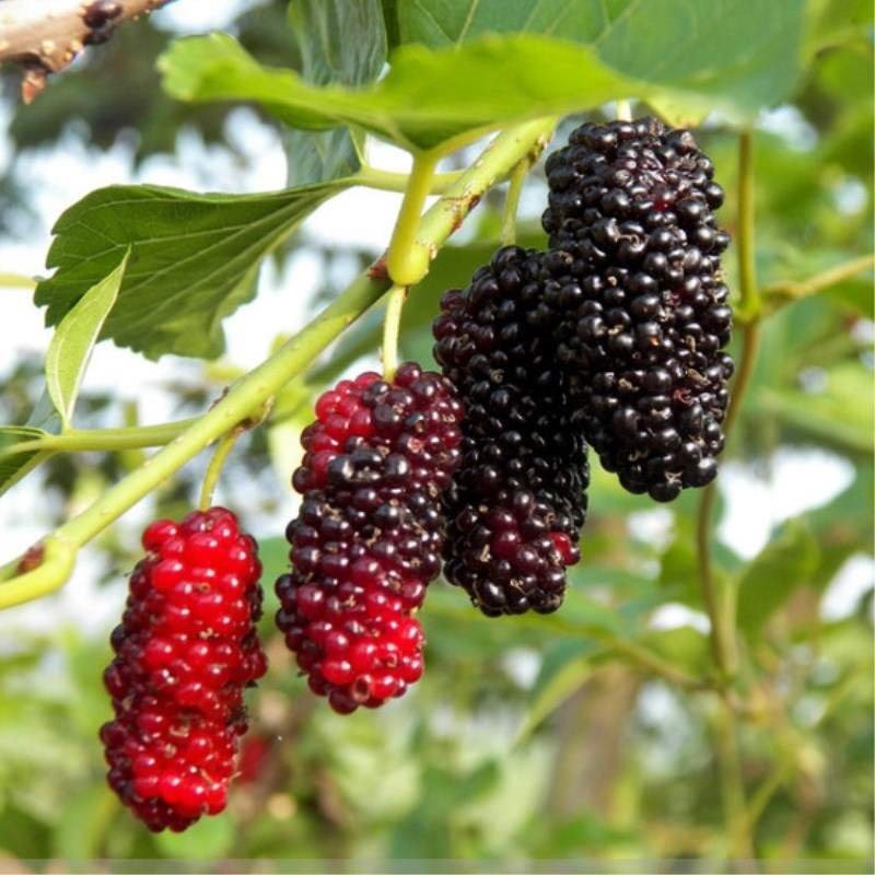 Mulberry fruit seeds for planting – Heirloom & Non-GMO Garden seeds