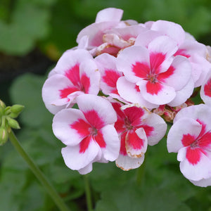 Flower Seeds, Seeds,Seeds For Planting,Plant Seeds