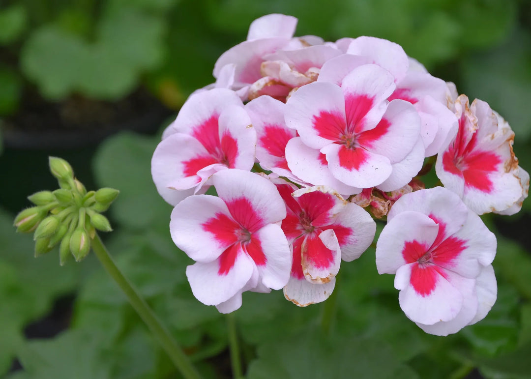 White & Red Geranium Flower Seeds for Planting – Heirloom Non-GMO High Germination Seeds