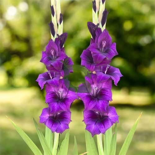 Dark Purple Gladiolus Flower Seeds for Planting – Heirloom, Non-GMO, Bright Blooms, High Germination